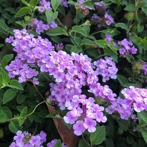 Meet your Posher, Skyler